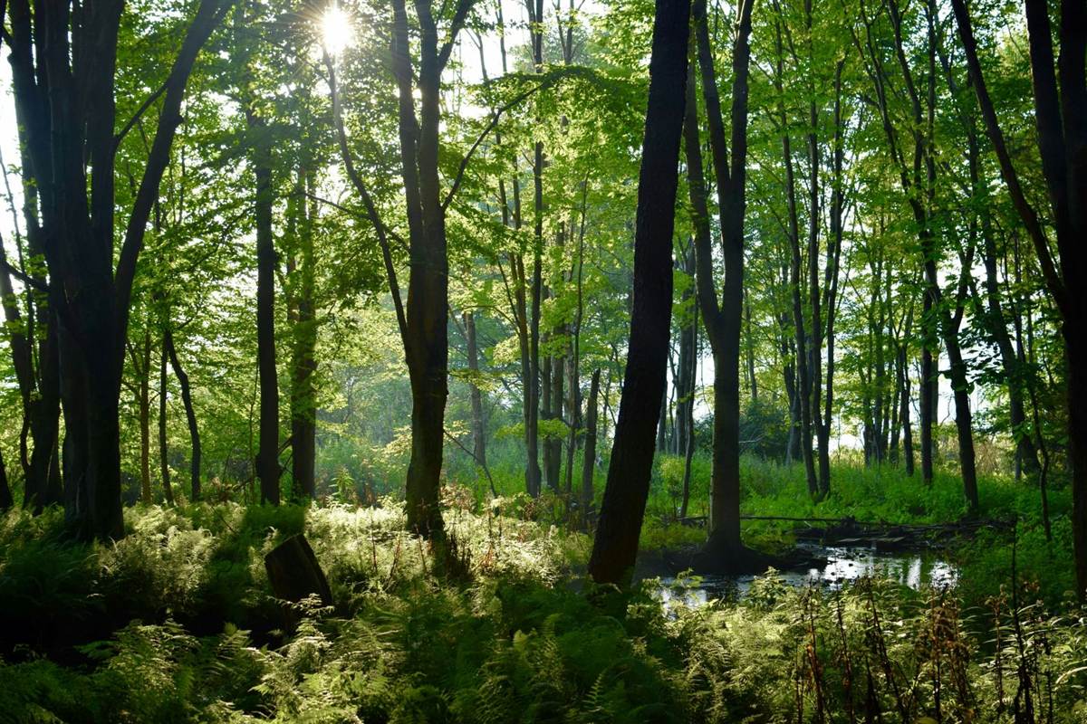 Sous-bois verdoyant traversé par le soleil, fougères et petit étang